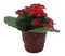 Red Rose Planter with Surprise Calandiva Plant - 2.5" Ceramic Pot